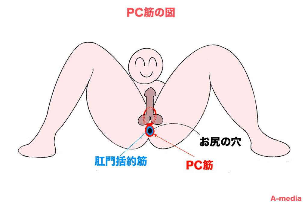 PC筋の位置図